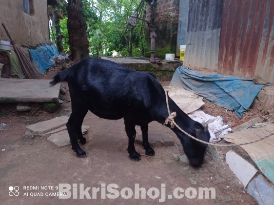 ব্ল্যাক বেঙ্গল ছাগল বিক্রি হবে